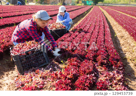 Woman horticulturist picking red leaf lettuce Woman horticulturist picking red leaf lettuce 129453739