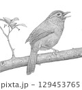 ガビチョウ＿鉛筆画 129453765