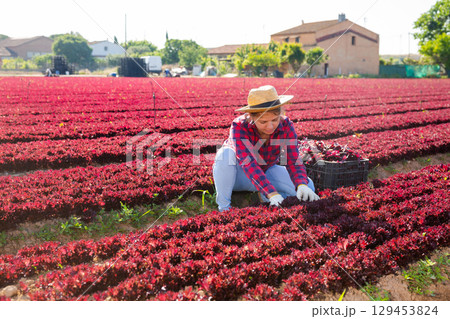 Young workwoman harvesting red lettuce leaves on farm field Young workwoman harvesting red lettuce leaves on farm field 129453824