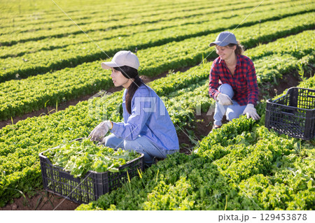 Team of workers harvests ripe green lettuce on plantation Team of workers harvests ripe green lettuce on plantation 129453878
