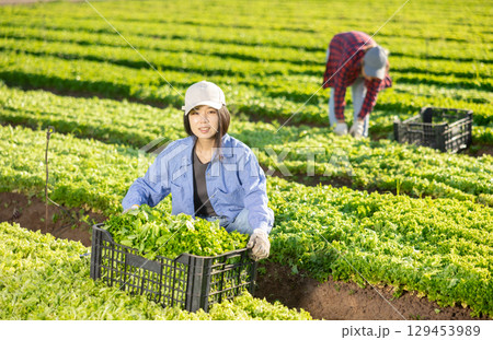 Smiling girl gardener harvesting lettuce on field Smiling girl gardener harvesting lettuce on field 129453989