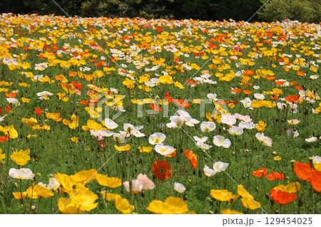 カラフルなポピー 129454025