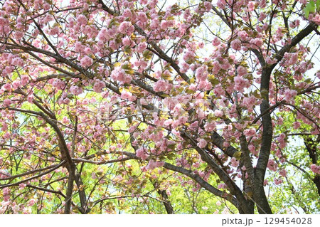 桜の淡い風景 桜の淡い風景 129454028