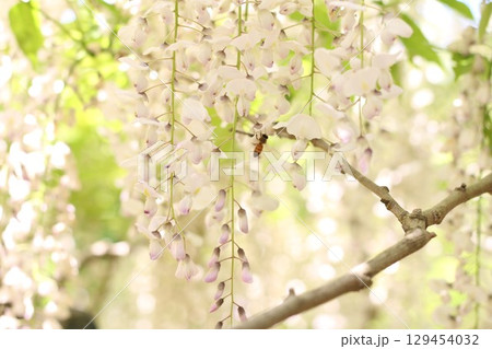 藤の花のある風景 藤の花のある風景 129454032