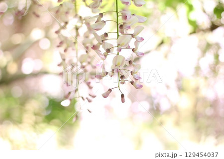 藤の花と玉ボケ 藤の花と玉ボケ 129454037
