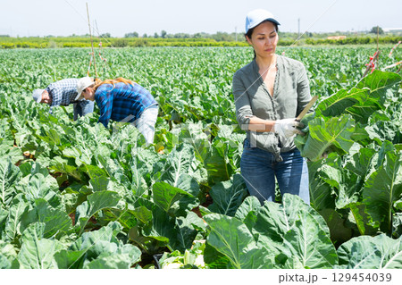 Female gardener harvesting fresh cauliflowers on plantation 129454039