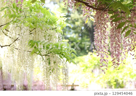 藤の花のある風景 129454046