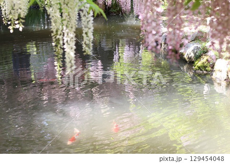 池に映る藤の花と鯉 129454048