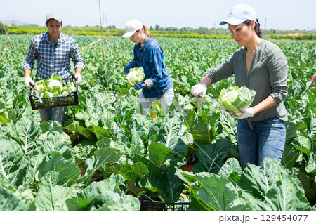 Gardeners harvesting fresh cauliflowers on plantation 129454077