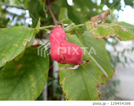 コブシの赤い実 コブシの赤い実 129454166