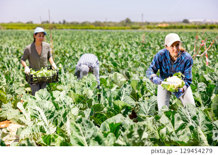 Woman farmer harvesting cauliflower at plantation 129454279