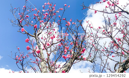 宇部市ときわ公園の梅の花 宇部市ときわ公園の梅の花 129454292