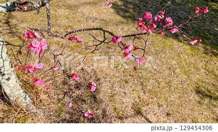 宇部市ときわ公園の梅の花 129454306
