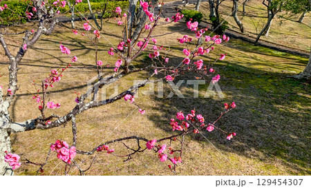 宇部市ときわ公園の梅の花 129454307