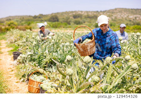 Woman plantation worker holding artichokes in hands. Her co-worker harvetsting artichokes Woman plantation worker holding artichokes in hands. Her co-worker harvetsting artichokes 129454326