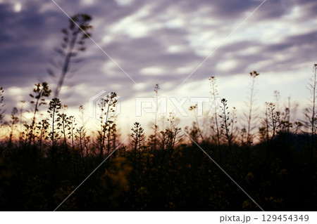 夕日に照らされる菜の花 129454349