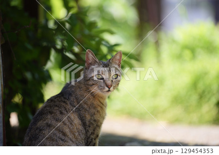 見つめる猫 見つめる猫 129454353