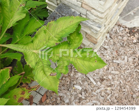 個性的で存在感のあるせり科の多年草「アンジェリカ・ギガス」の大きな葉っぱ 129454399