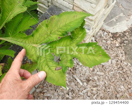 個性的で存在感のあるせり科の多年草「アンジェリカ・ギガス」の大きな葉っぱ 個性的で存在感のあるせり科の多年草「アンジェリカ・ギガス」の大きな葉っぱ 129454400