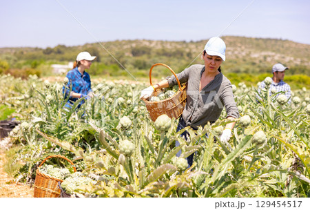 Asian woman plantation worker picking artichokes on vegetable field 129454517