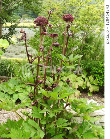 個性的で存在感のあるせり科の多年草「アンジェリカ・ギガス」　：植物全体 129454543