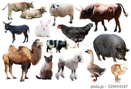 domestic animals collection 129454587