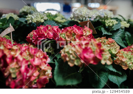 Blooming pink hydrangeas in flower shop. Blooming pink hydrangeas in flower shop. 129454589