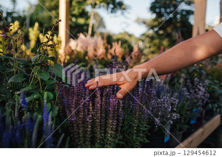 Hand touching lavender flowers in garden center. 129454612