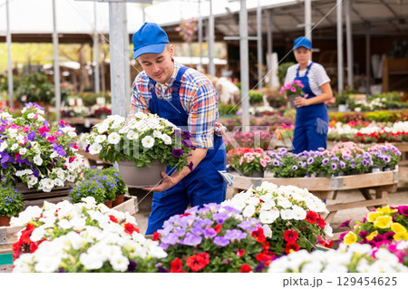 Gardener preparing blooming petunia pots for customers at garden center Gardener preparing blooming petunia pots for customers at garden center 129454625