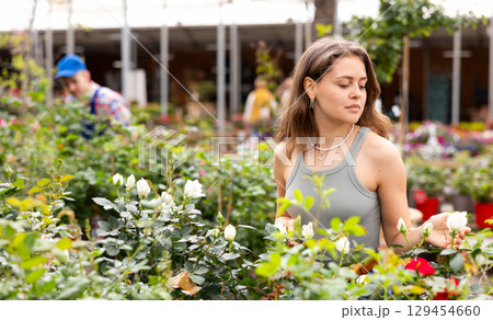 Young female shopper admiring blooming roses at garden center 129454660