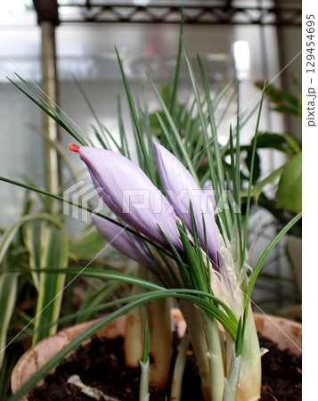 サフランの蕾 サフランの蕾 129454695