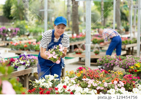 Female garden store employee puts in order showcase with outdoor plants petunia atkinsiana Female garden store employee puts in order showcase with outdoor plants petunia atkinsiana 129454756