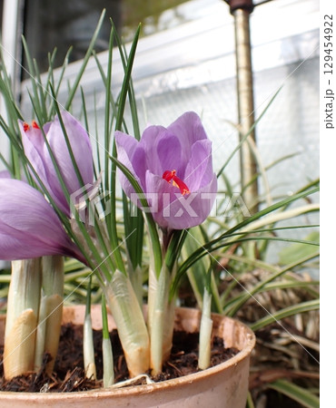 サフランの花 サフランの花 129454922