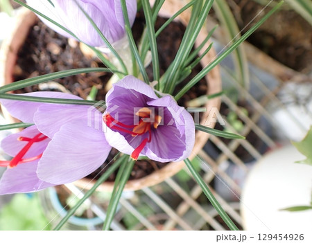 サフランの花 129454926