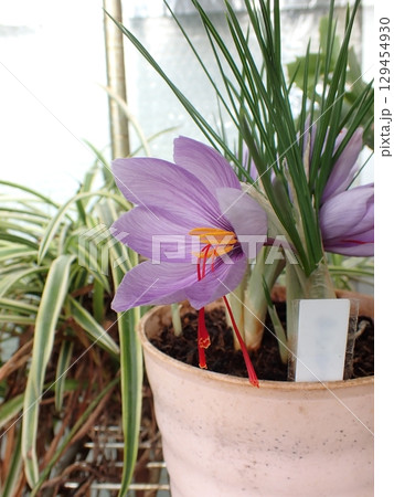 サフランの花 サフランの花 129454930
