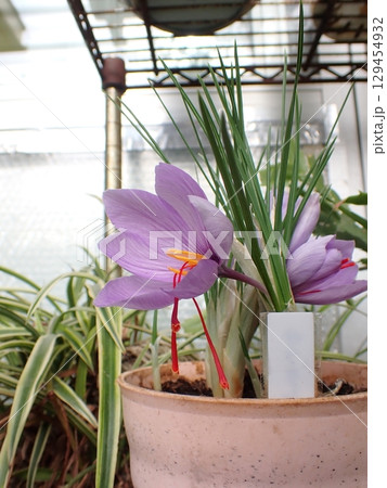 サフランの花 サフランの花 129454932