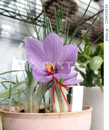 サフランの花 129454934
