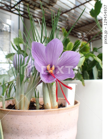 サフランの花 129454937