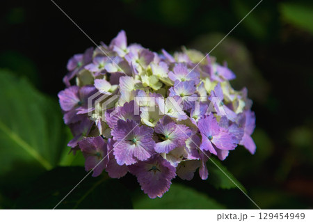 見頃を迎えたアジサイ 129454949