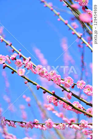 叶匠壽庵 寿長生の郷の梅林 叶匠壽庵 寿長生の郷の梅林 129454989