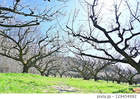 叶匠壽庵 寿長生の郷の梅林 叶匠壽庵 寿長生の郷の梅林 129454992