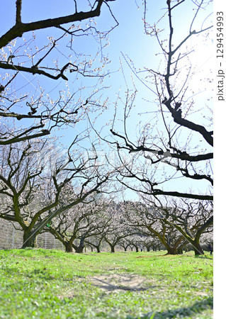 叶匠壽庵　寿長生の郷の梅林 129454993