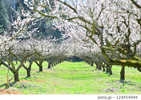 叶匠壽庵　寿長生の郷の梅林 129454994