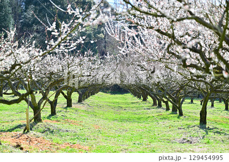 叶匠壽庵　寿長生の郷の梅林 129454995