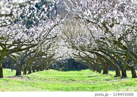 叶匠壽庵 寿長生の郷の梅林 叶匠壽庵 寿長生の郷の梅林 129455000