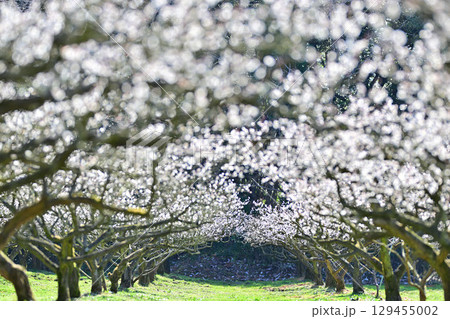 叶匠壽庵　寿長生の郷の梅林 129455002