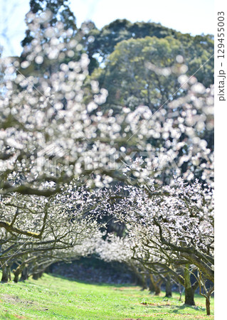 叶匠壽庵 寿長生の郷の梅林 叶匠壽庵 寿長生の郷の梅林 129455003