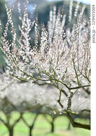 叶匠壽庵　寿長生の郷の梅林 129455004