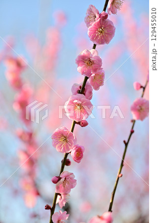 叶匠壽庵　寿長生の郷の梅林 129455010