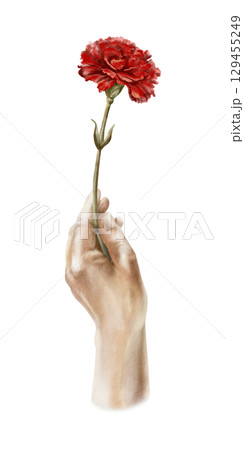 A red carnation flower in an upward-raised hand, symbolizing freedom, peaceful change in the nation's life, and democracy. Hand drawn watercolor iilustration isolated on white in vintage style A red carnation flower in an upward-raised hand, symbolizing freedom, peaceful change in the nation's life, and democracy. Hand drawn watercolor iilustration isolated on white in vintage style 129455249